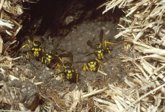 Reitz pest control — pest control in Houston, HARRIS County, TX