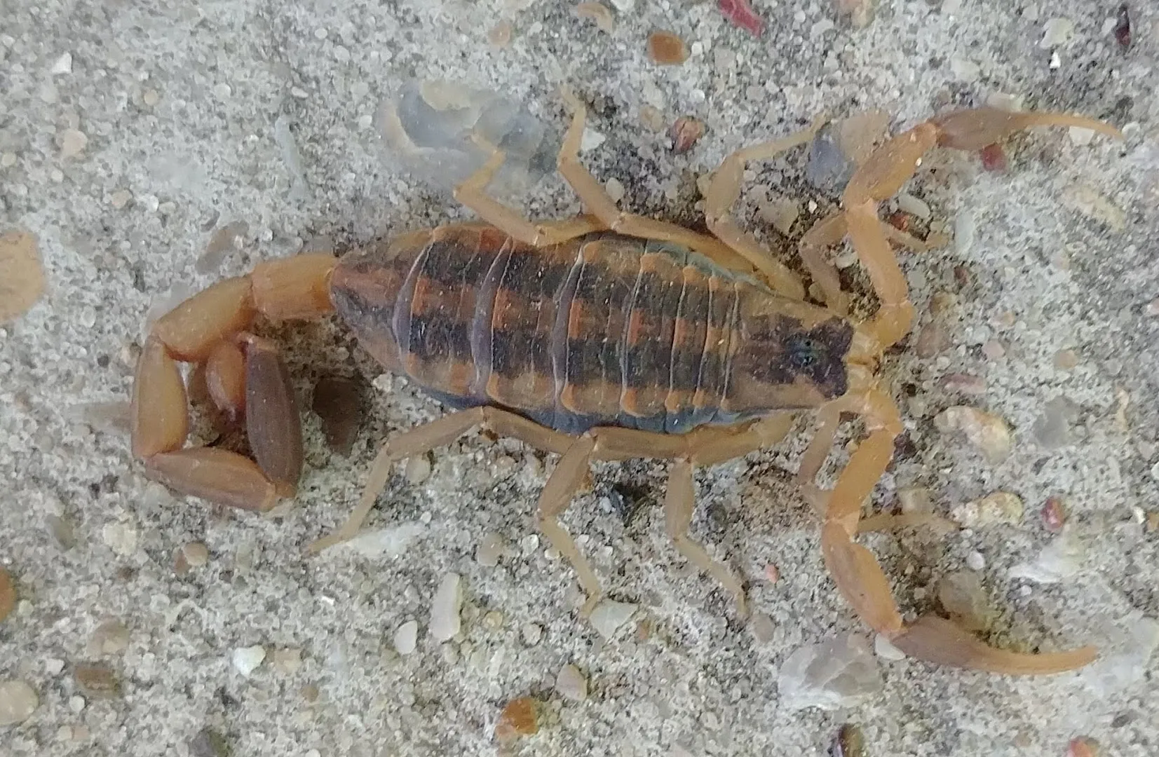 Reyna's Enviro Solutions Pest Control in Dallas, TX — business photo 6