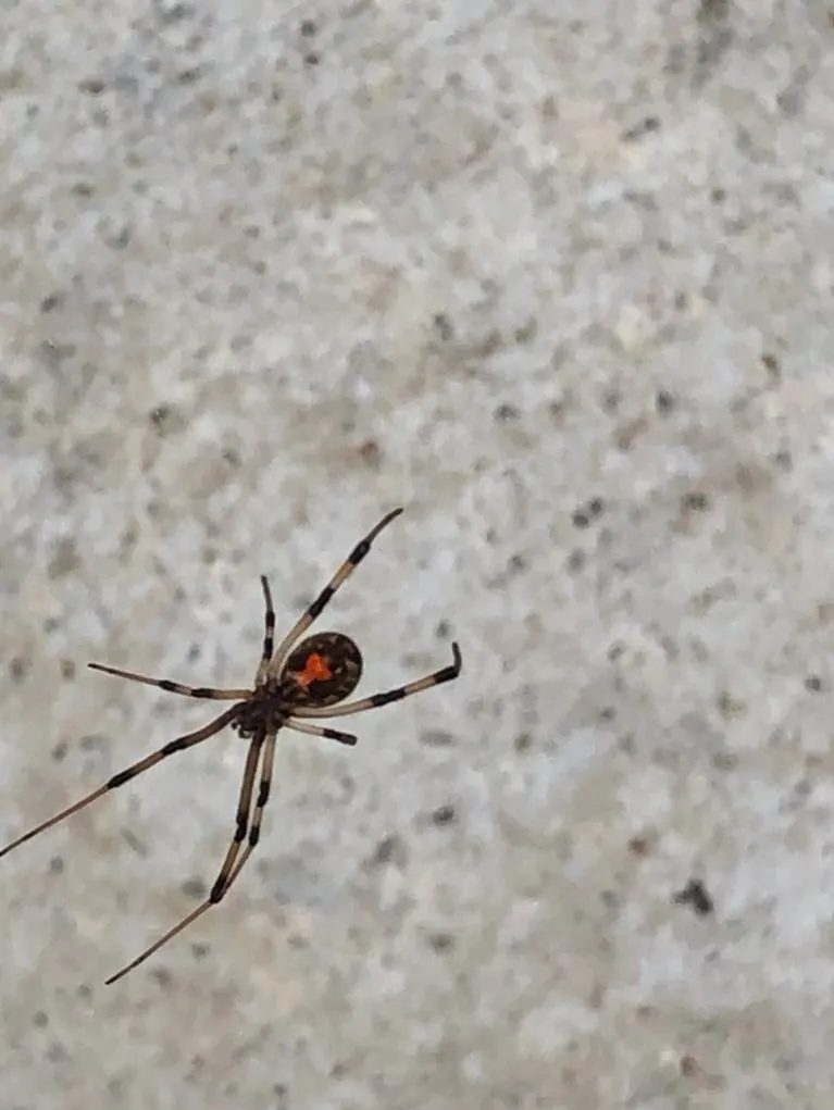 Personal Pest Control Services Inc in Richmond, TX — business photo 2