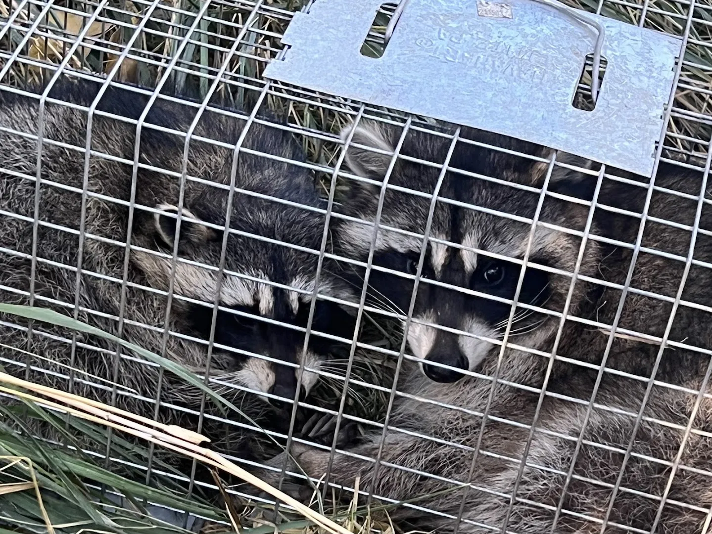 Rocky Mountain Pest and Wildlife in El Paso, TX — business photo 6