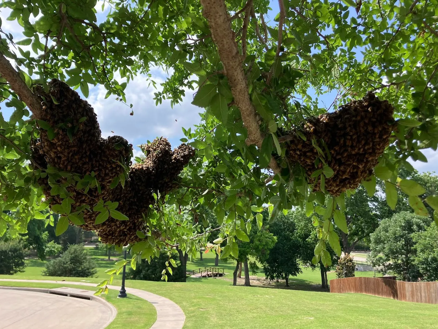 Bee Swarm Rodeo in McKinney, TX — business photo 2