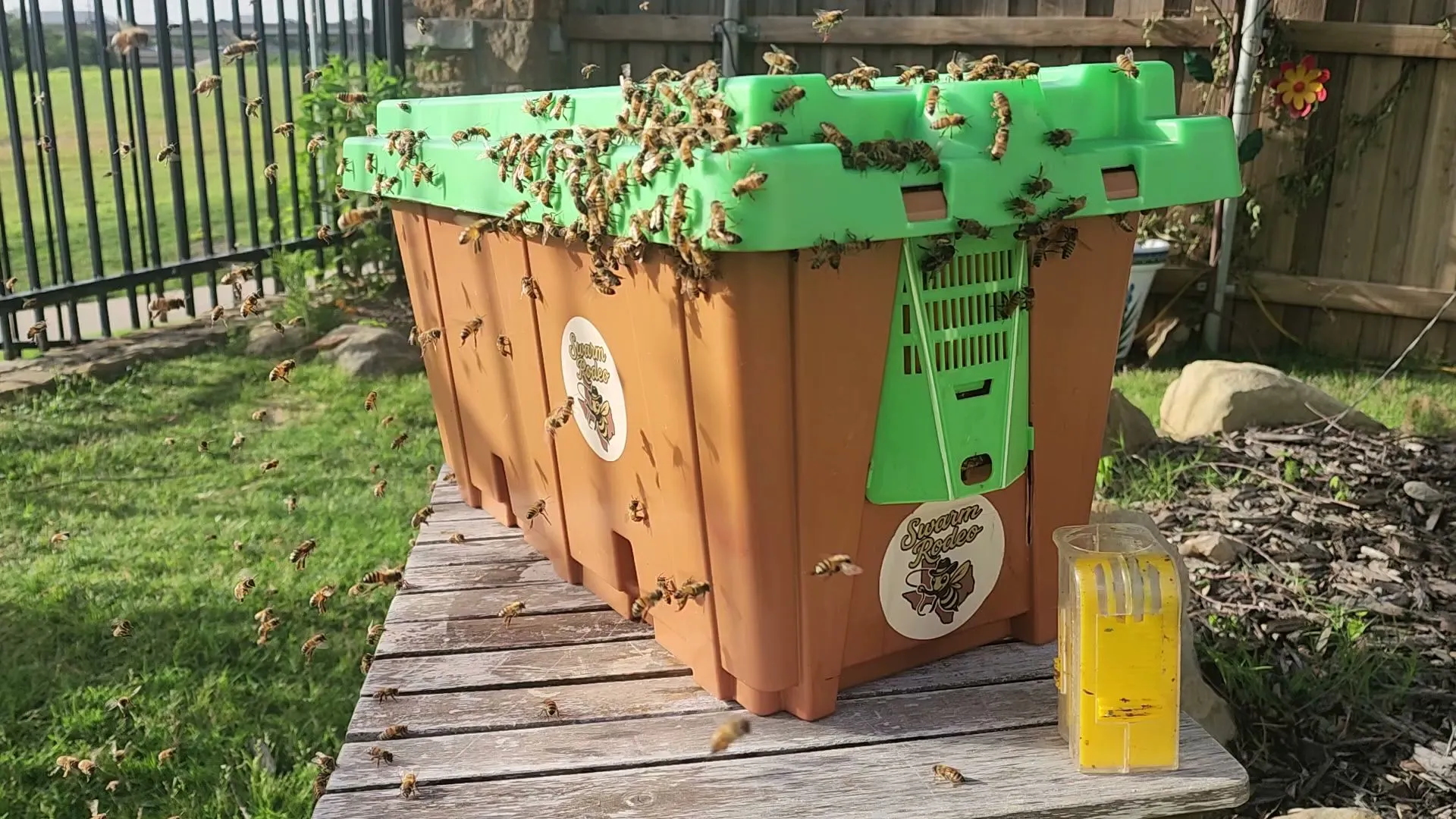 Bee Swarm Rodeo in McKinney, TX — business photo 3