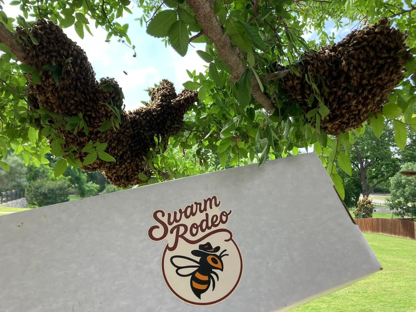 Bee Swarm Rodeo in McKinney, TX — business photo 6
