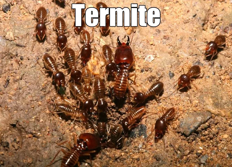 A 2 Z Termite and Pest Control in Brownsville, TX — business photo 3