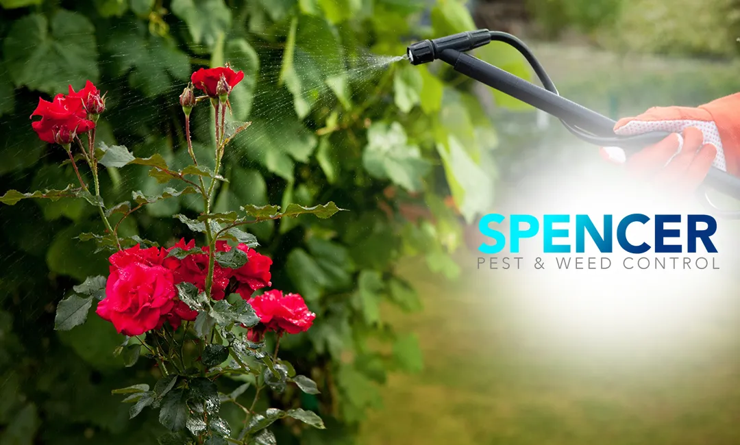 Spencer Pest & Weed Control in Colorado City, TX — business photo 5