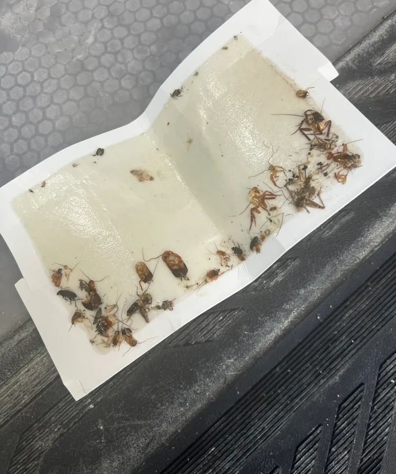 Pestmaster of El Paso in El Paso, TX — business photo 4