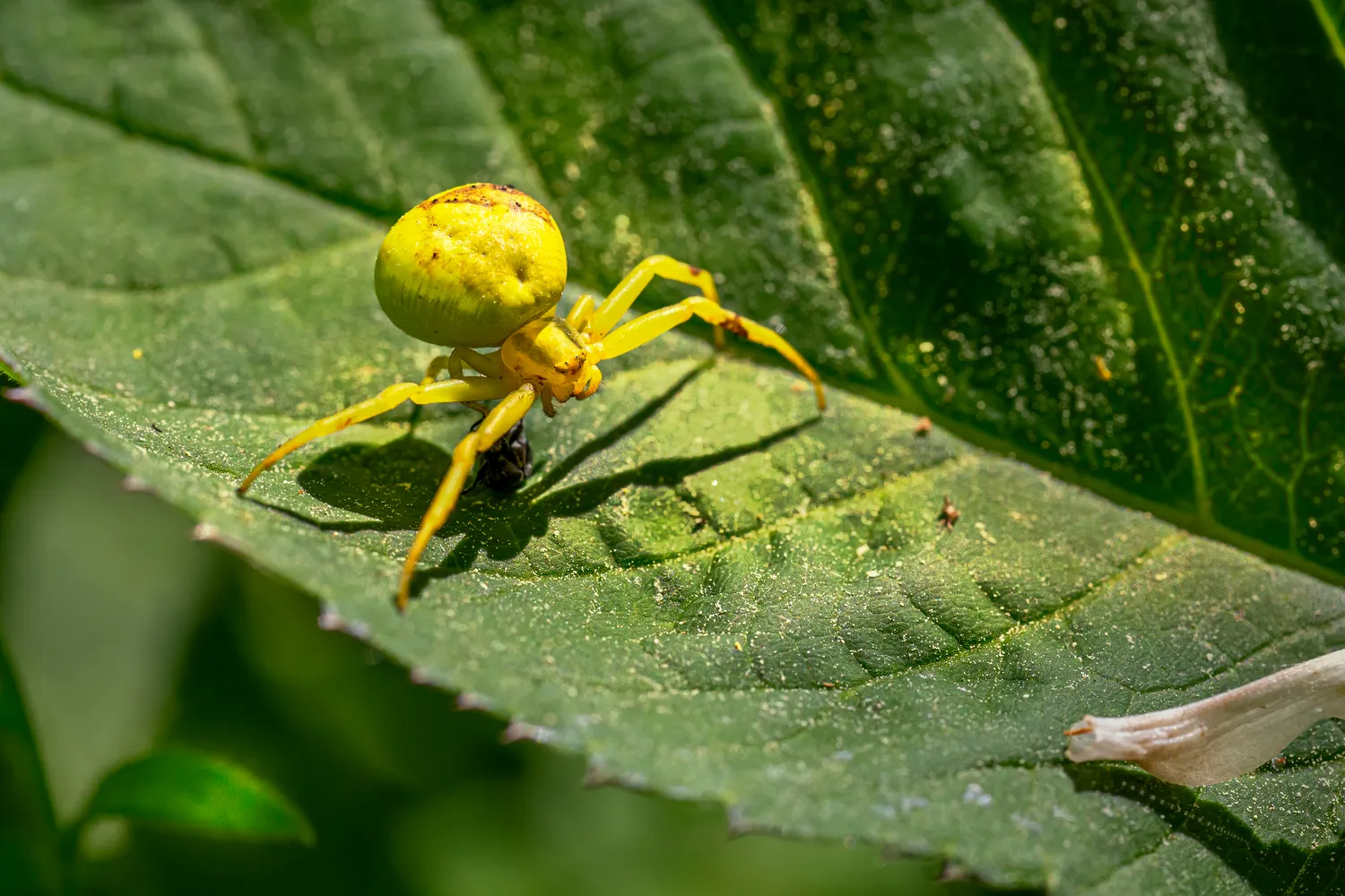 StarBugs Pest & Lawn in Fort Worth, TX — business photo 2