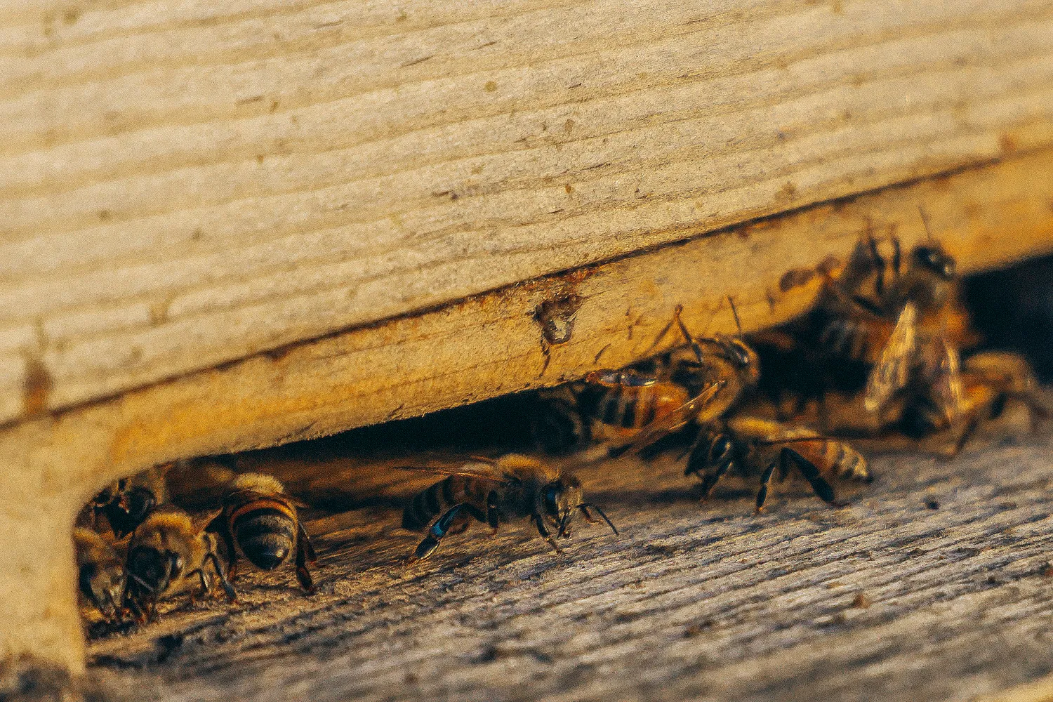 StarBugs Pest & Lawn in Fort Worth, TX — business photo 4