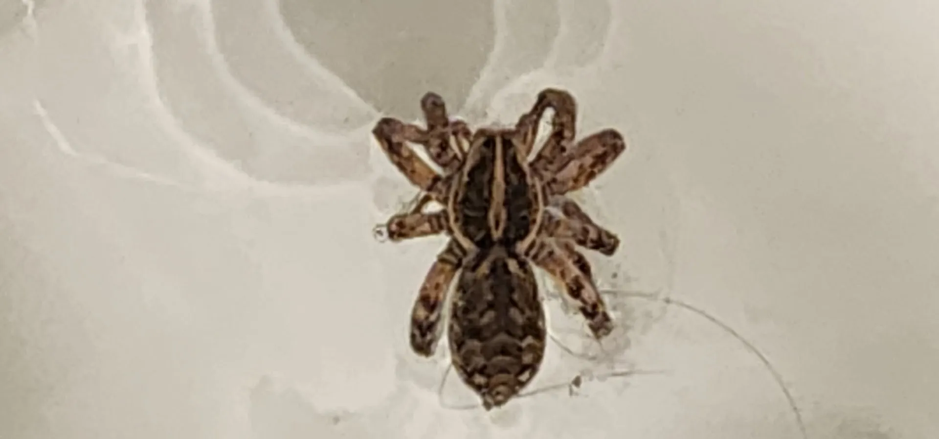 StarBugs Pest & Lawn in Fort Worth, TX — business photo 5