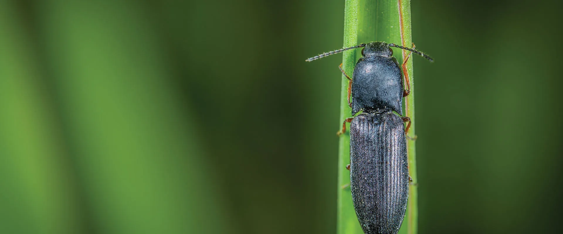 StarBugs Pest & Lawn in Fort Worth, TX — business photo 6