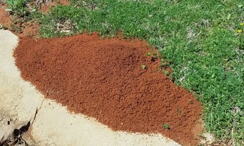 Starkey Pest Control — pest control in Kerrville, KERR County, TX