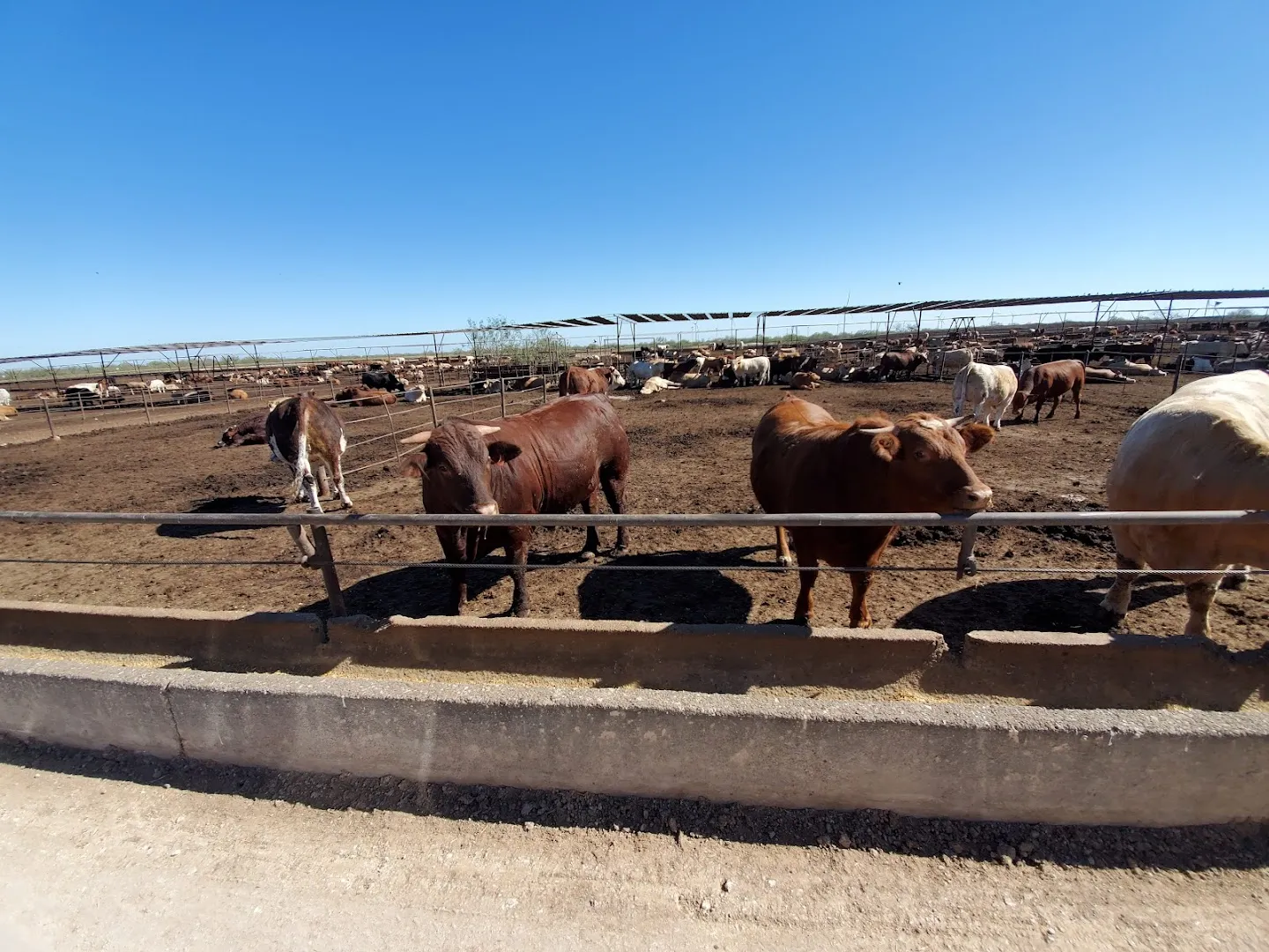 Starr Feedyards LLC in Rio Grande City, TX — business photo 2