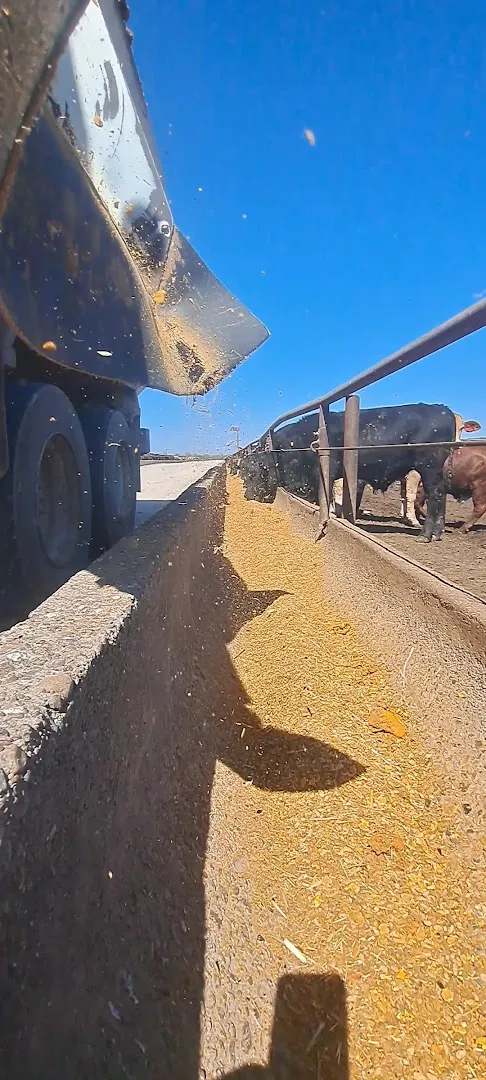Starr Feedyards LLC in Rio Grande City, TX — business photo 3