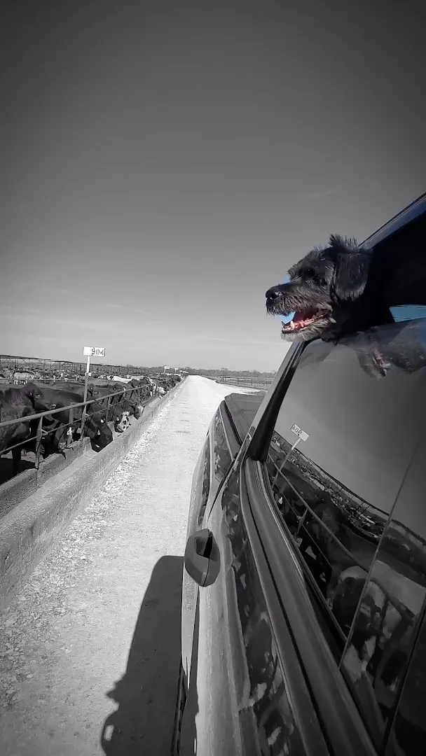 Starr Feedyards LLC in Rio Grande City, TX — business photo 5
