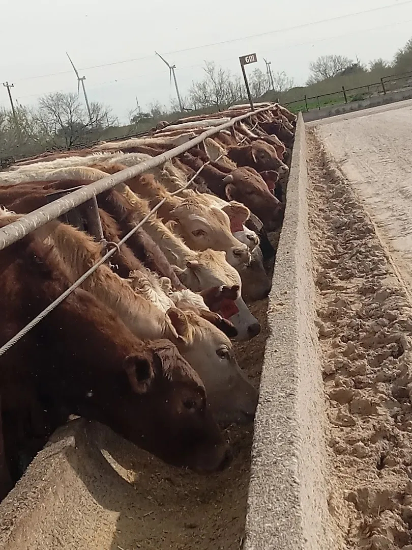 Starr Feedyards LLC in Rio Grande City, TX — business photo 6