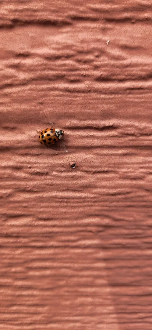 Total Home Pest Solutions in Canton, TX — business photo 5