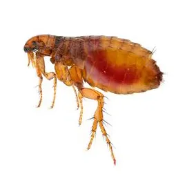 Stuart's Pest Control in Houston, TX — business photo 2