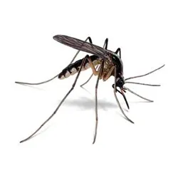 Stuart's Pest Control in Houston, TX — business photo 3