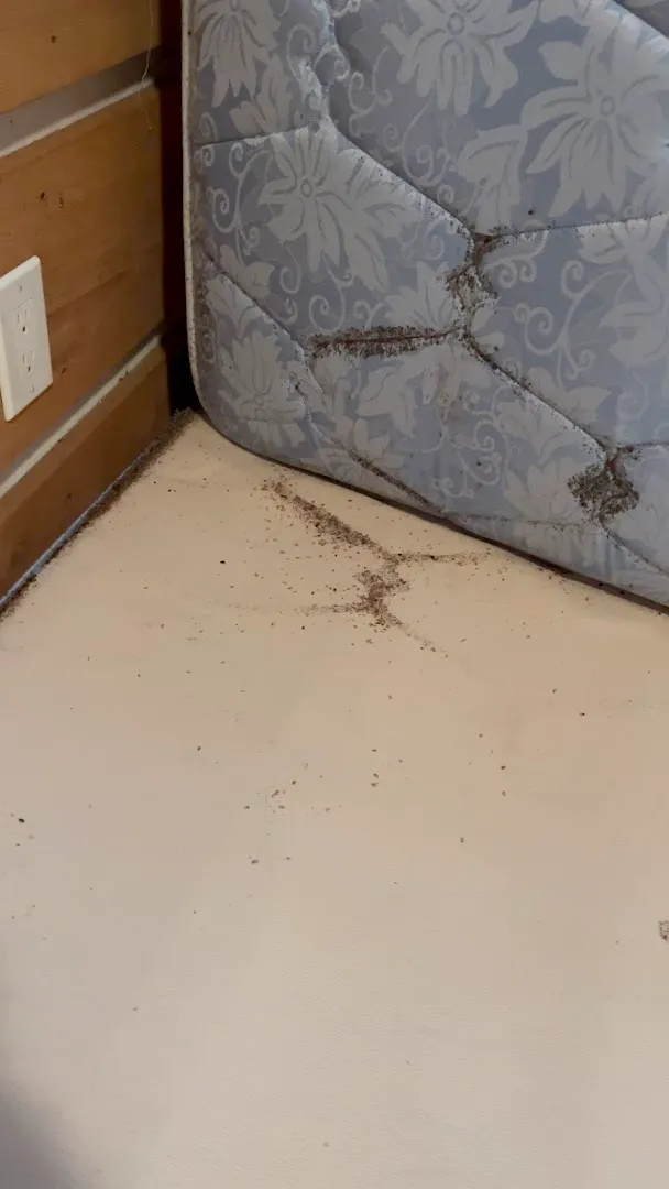 Sudden Death Termite & Pest Control, LLC in Houston, TX — business photo 5