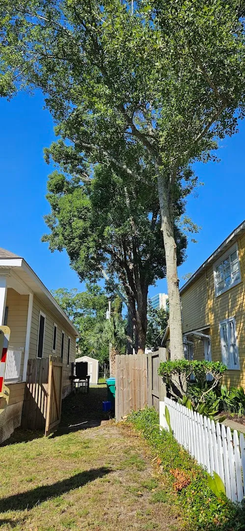 T&D Professional Tree Removal in Hondo, TX — business photo 3