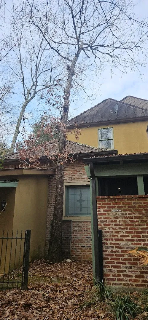 T&D Professional Tree Removal in Hondo, TX — business photo 6