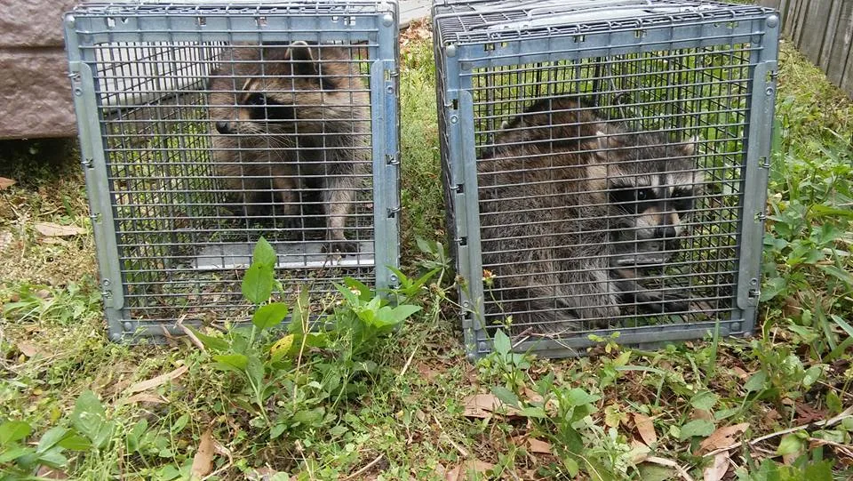 Target Pest Control in El Paso, TX — business photo 2
