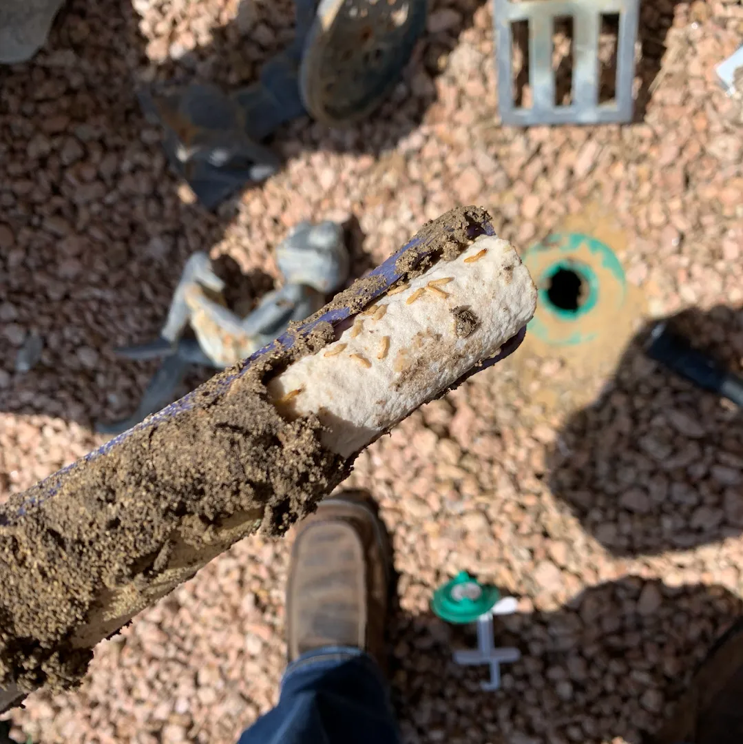 Sandhoff Services Pest and Termite in Waxahachie, TX — business photo 3