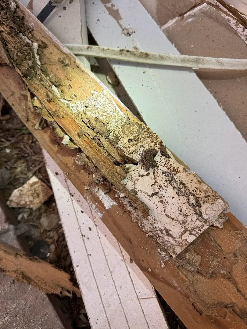 Sandhoff Services Pest and Termite in Waxahachie, TX — business photo 4