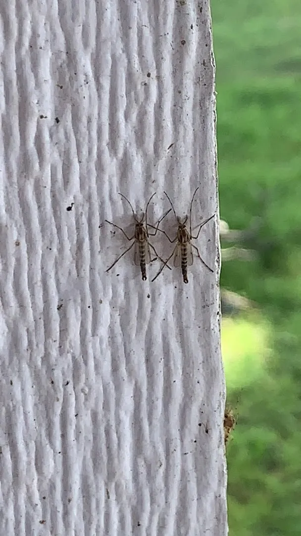 Termite King Pest Control — pest control in Fort Worth, TARRANT County, TX