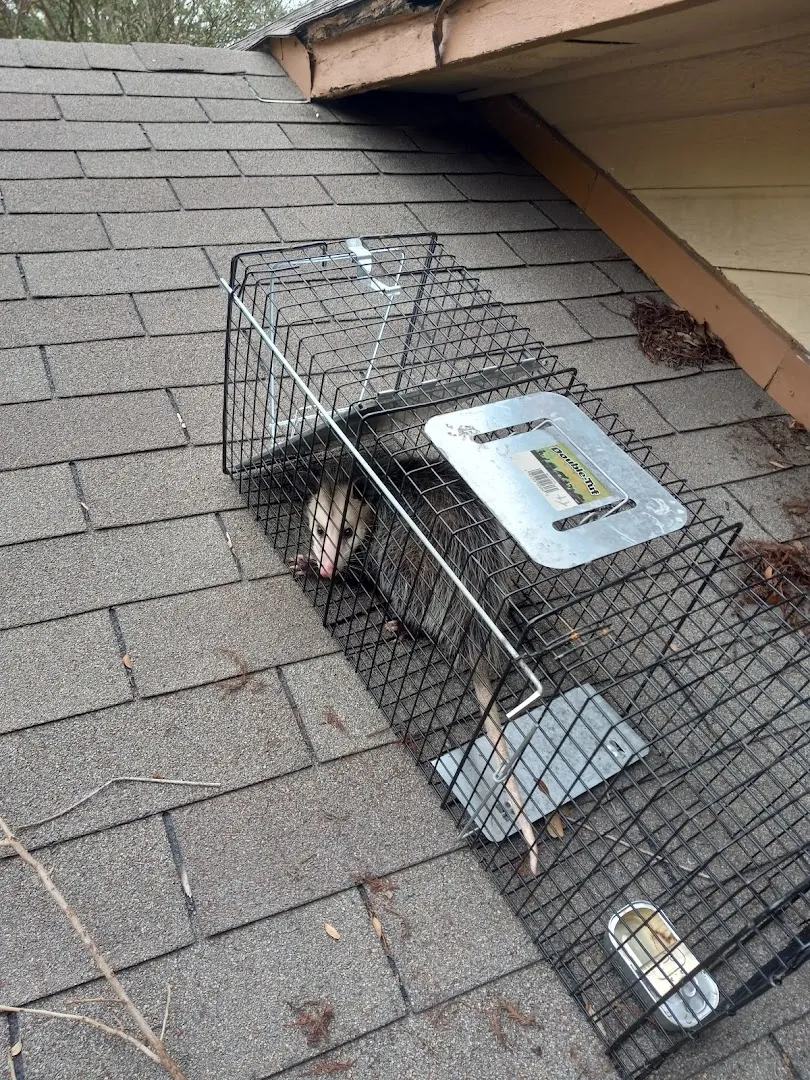 TexStar Pest Control in San Antonio, TX — business photo 3