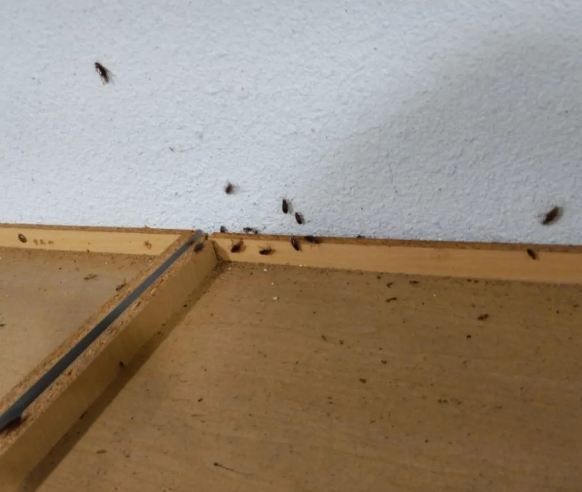TexStar Pest Control in San Antonio, TX — business photo 4