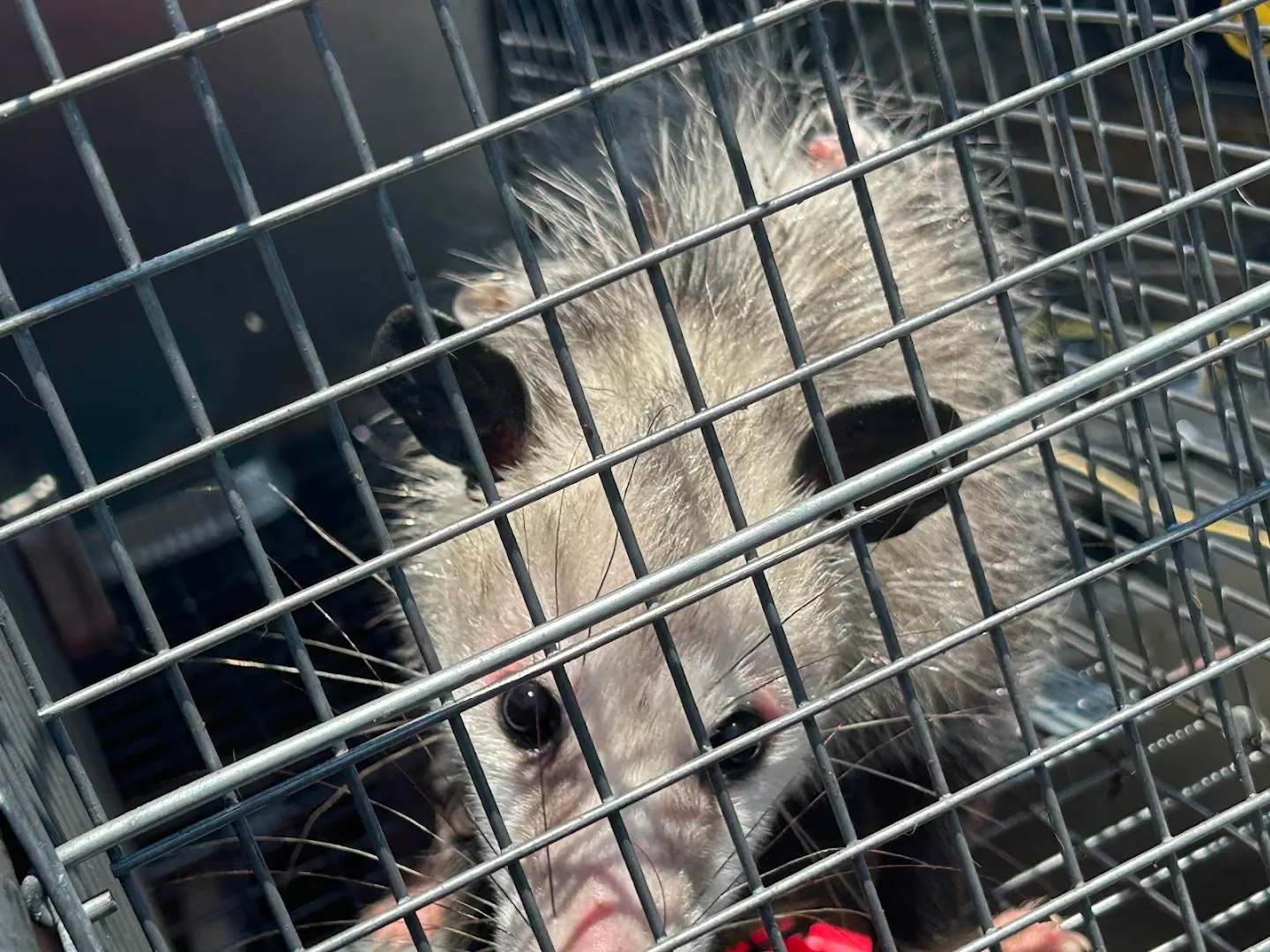 Texas State Pest Control in Galveston, TX — business photo 4