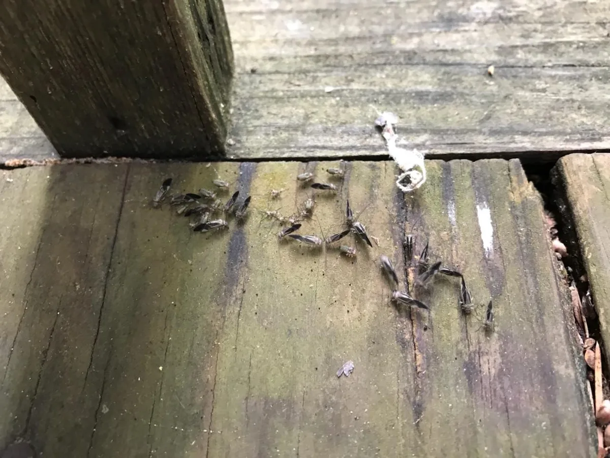 TNT Termite & Pest Control, Inc. in Houston, TX — business photo 2