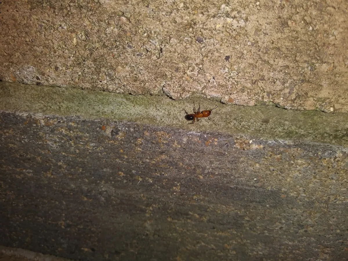 TNT Termite & Pest Control, Inc. in Houston, TX — business photo 5