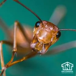 TNT Home & Commercial Services in Houston, TX — business photo 5