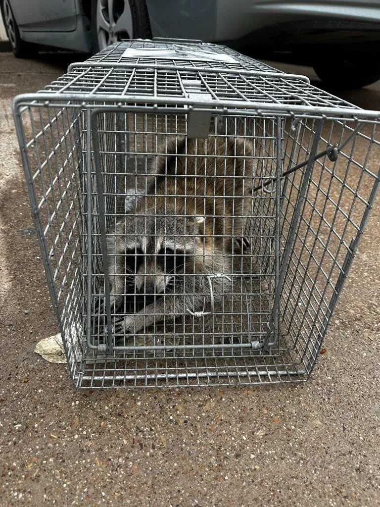 TOP STAR PEST CONTROL — pest control in Fort Worth, TARRANT County, TX