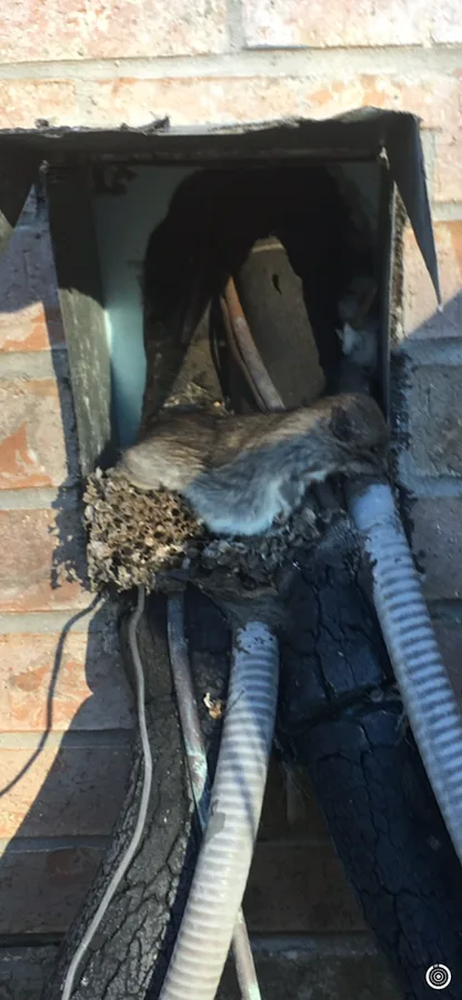 Total Pest Elimination in Houston, TX — business photo 6