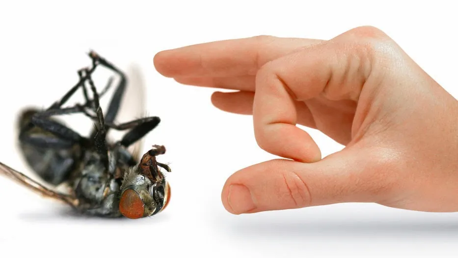 Town & Country Pest Control Inc. — pest control in Corpus Christi, NUECES County, TX