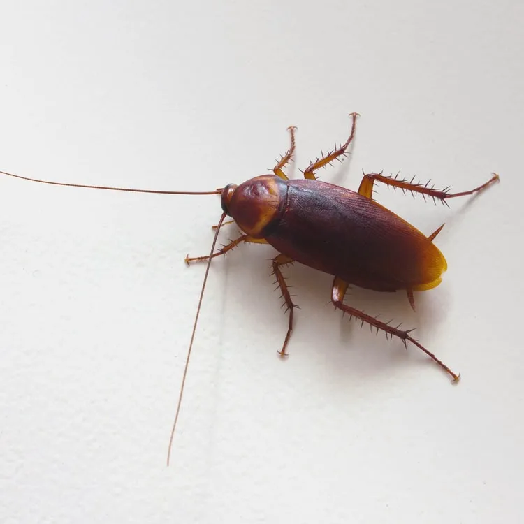 Town & Country Pest Control Inc. in Corpus Christi, TX — business photo 4