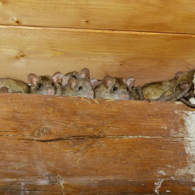 Town & Country Pest Control Inc. in Corpus Christi, TX — business photo 6