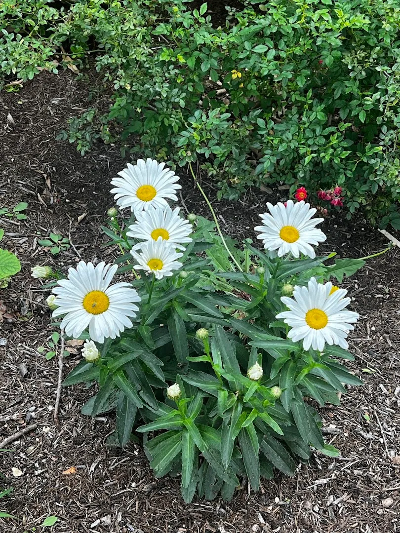 Waterloo Pest Management — pest control in Austin, TRAVIS County, TX