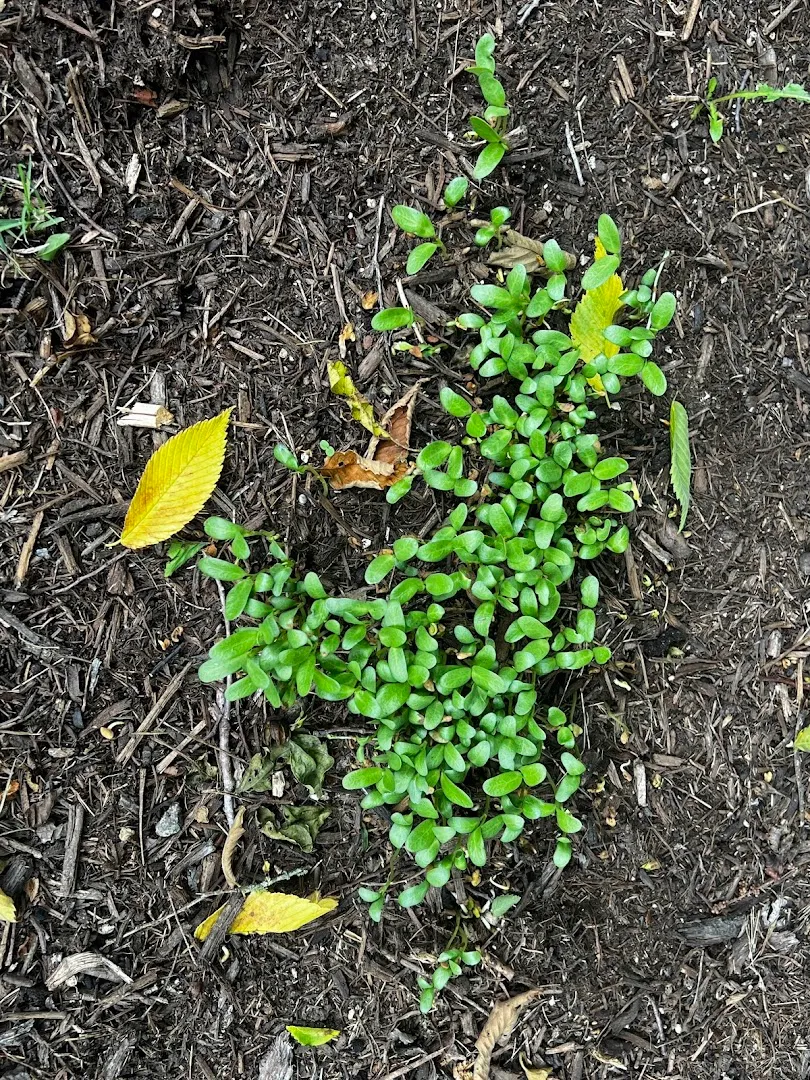 Waterloo Pest Management in Austin, TX — business photo 6