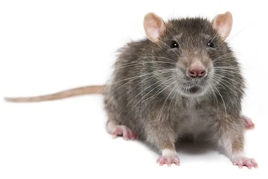 White Knight Pest Control in Gainesville, TX — business photo 4