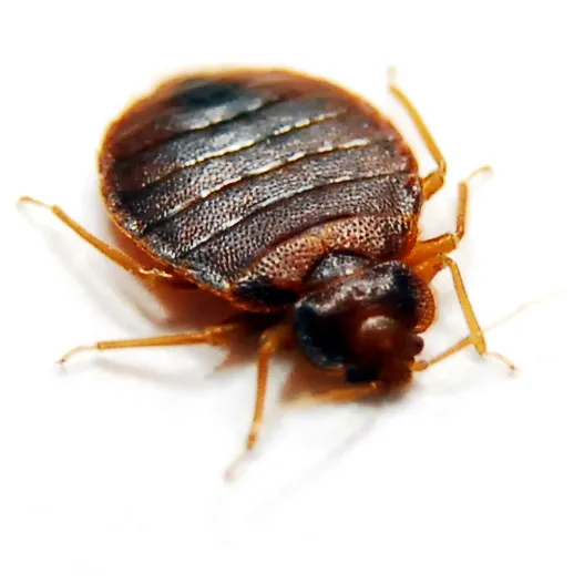 White Knight Pest Control in Gainesville, TX — business photo 5
