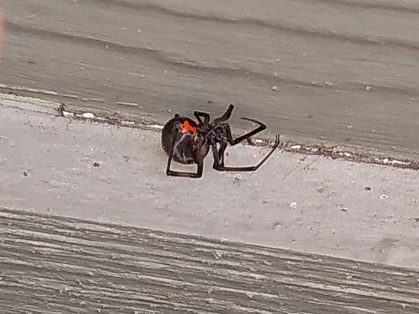 X Out Pest Services — pest control in San Antonio, BEXAR County, TX