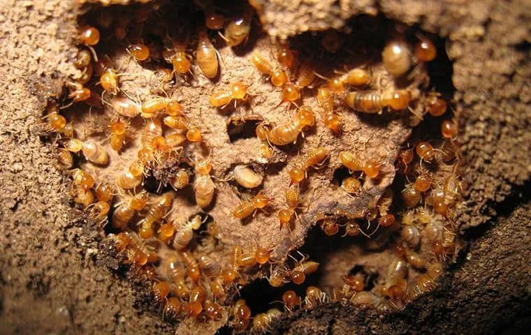 Witten Pest Control in San Antonio, TX — business photo 4