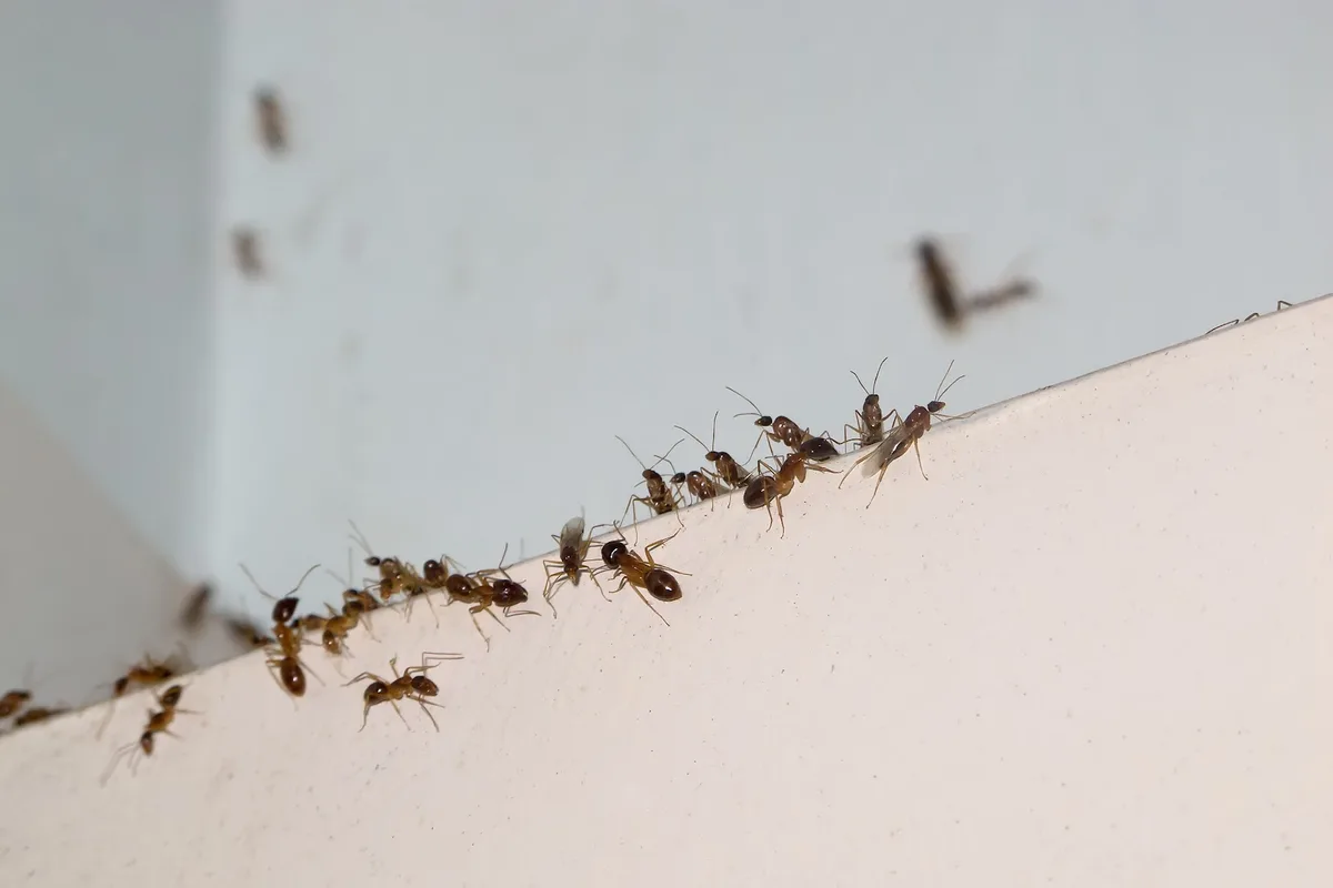 Action Pest Control in Wharton, TX — business photo 4