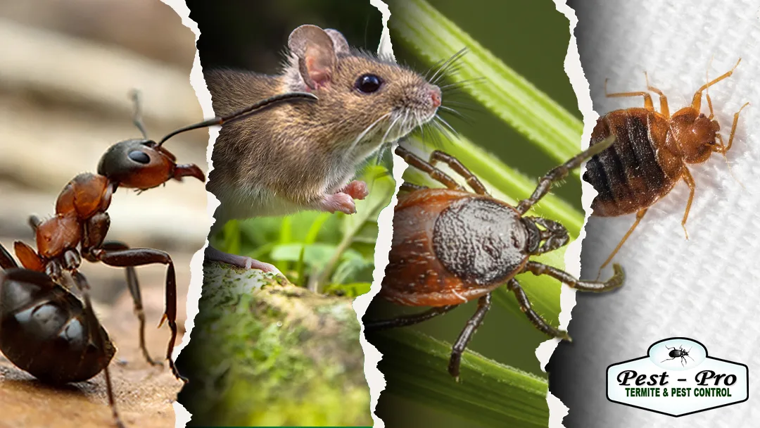 Pest-Pro Services, Inc. — pest control in Texarkana, BOWIE County, TX