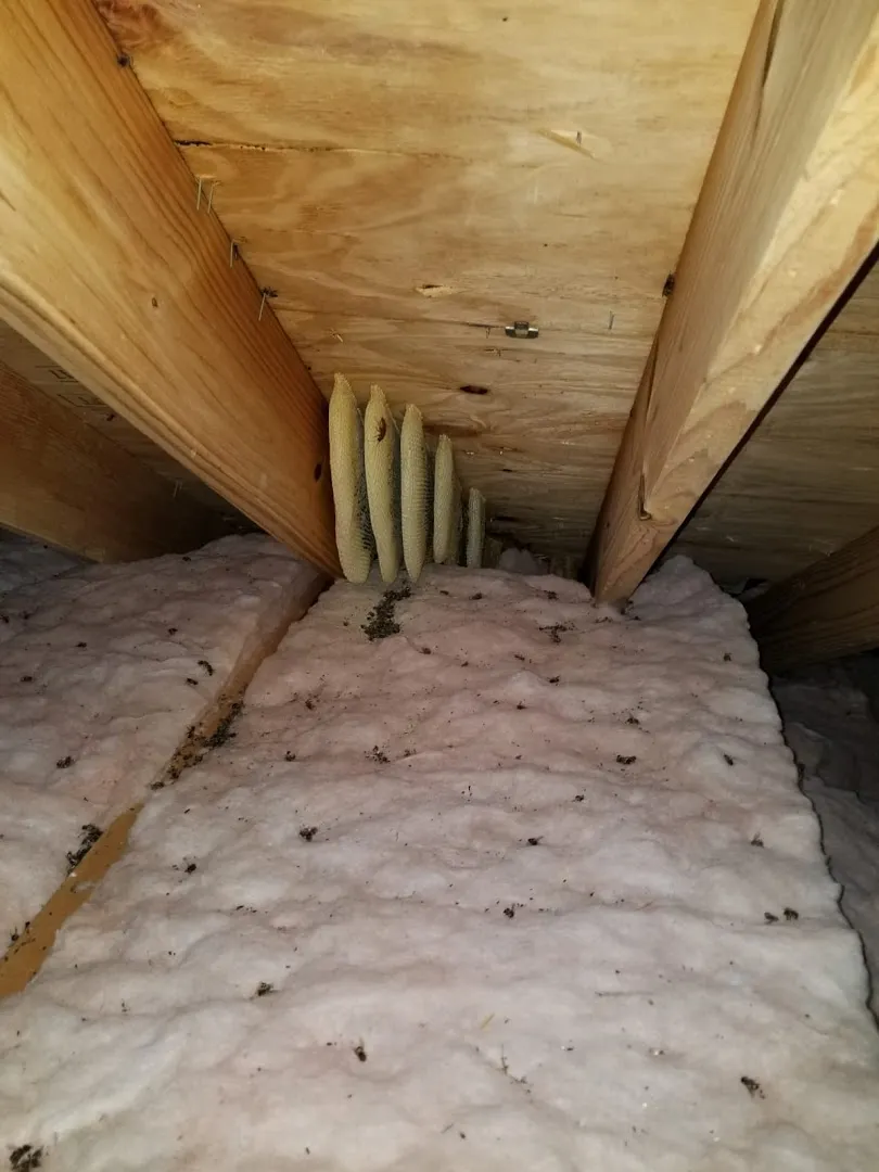 South Texas pest Control in Raymondville, TX — business photo 2