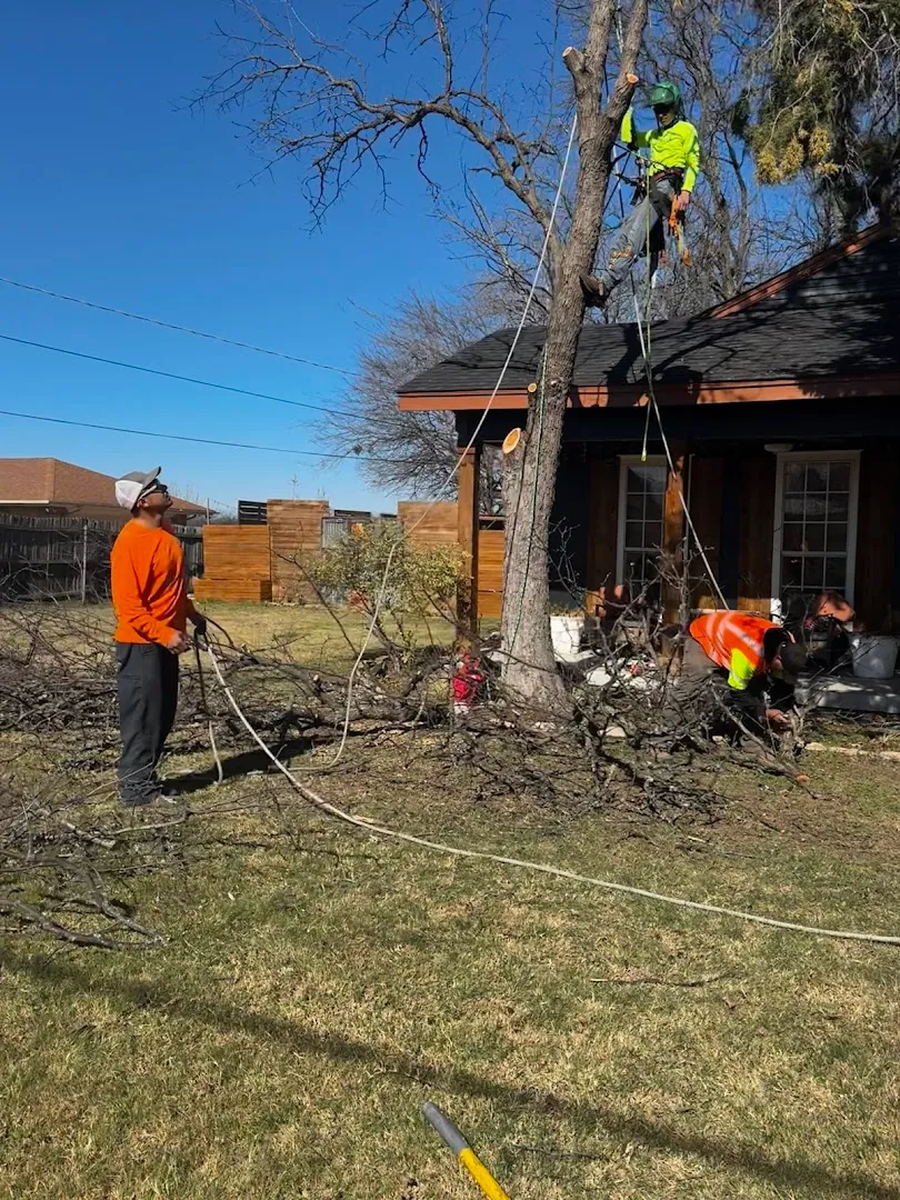 Teague Trees and Landscaping — pest control in Lamesa, DAWSON County, TX